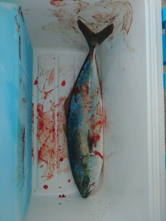 フクラギの釣果