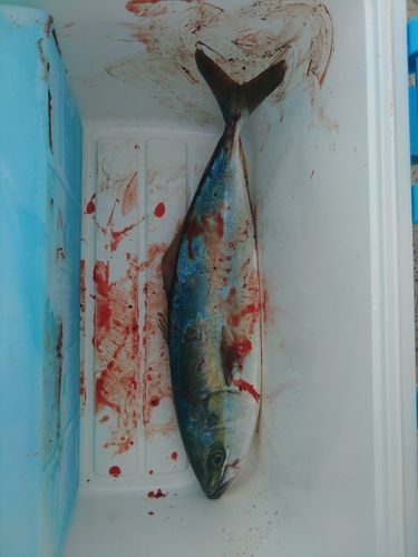 フクラギの釣果