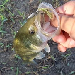 ブラックバス