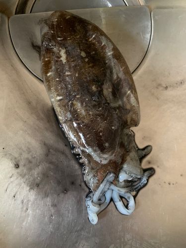 モンゴウイカの釣果