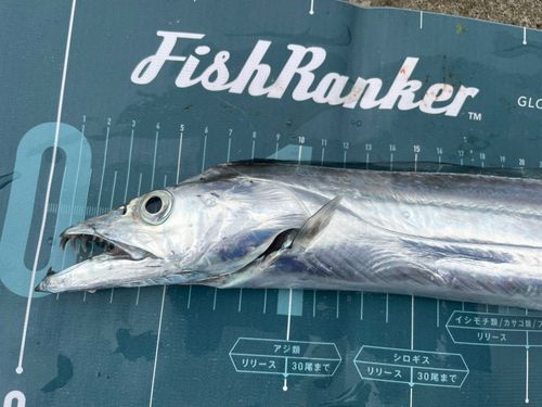 タチウオの釣果