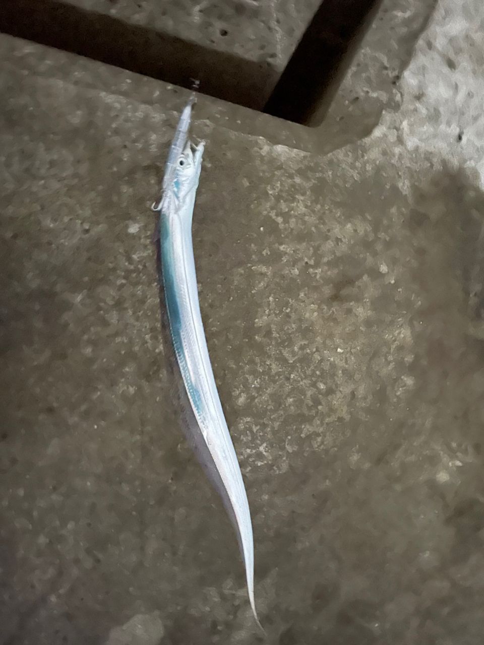 タチウオ
