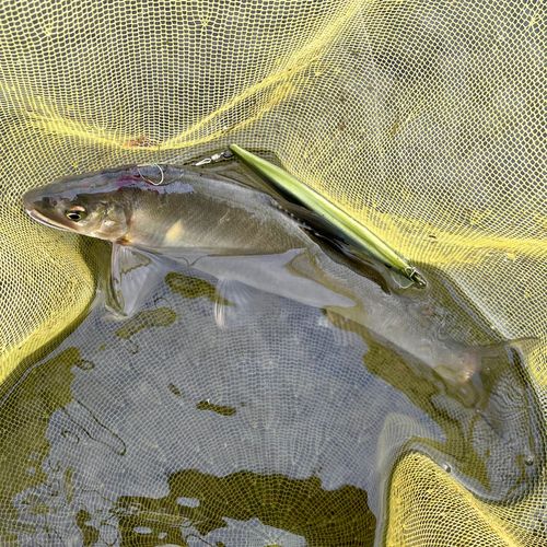 アユの釣果