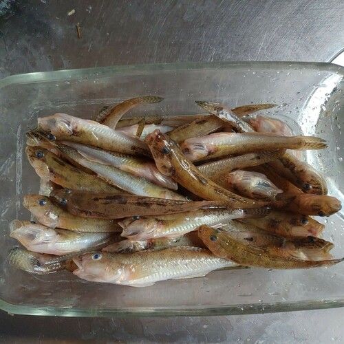 ハゼの釣果
