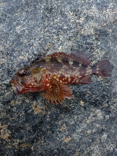 カサゴの釣果