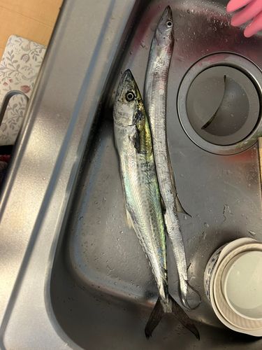 サゴシの釣果