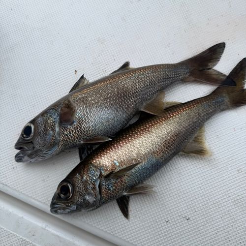 ムツの釣果