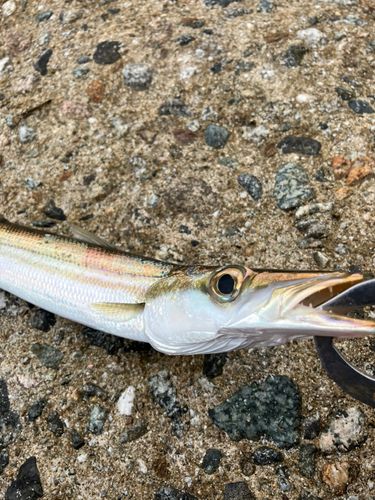 カマスの釣果
