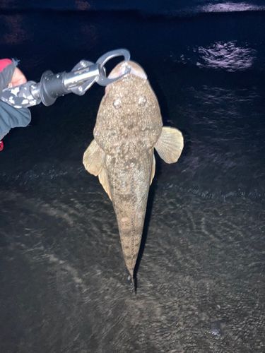 マゴチの釣果