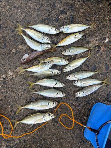 アジの釣果