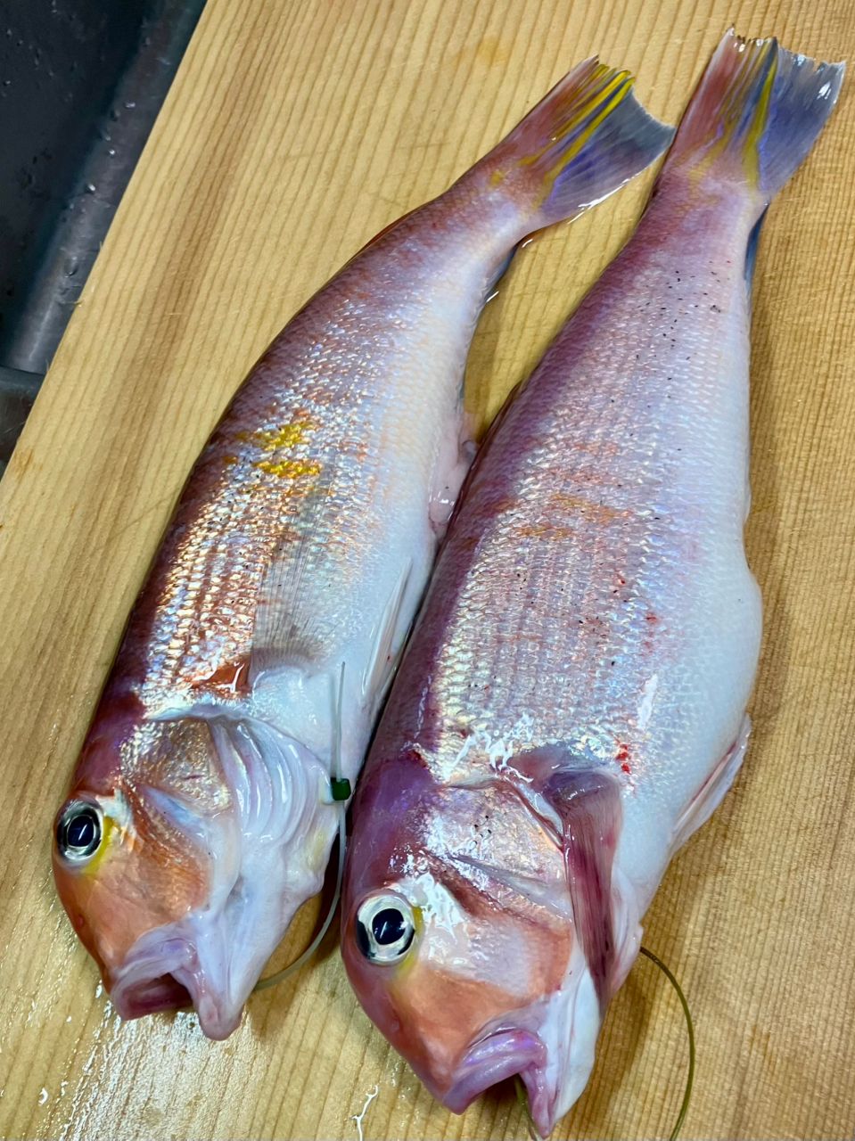 Faastiさんの釣果 1枚目の画像