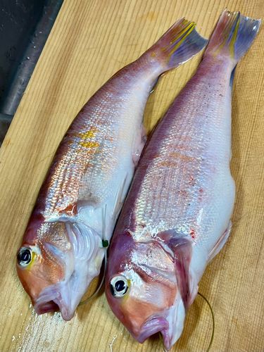 アマダイの釣果