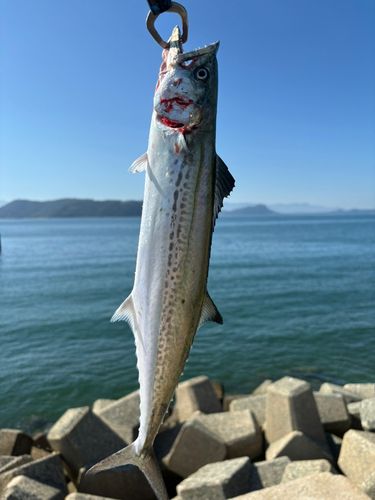 サゴシの釣果
