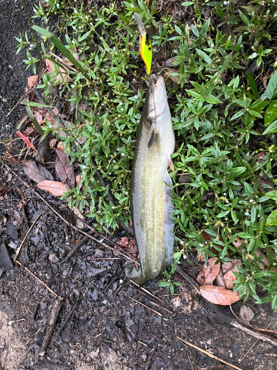 ナマズ