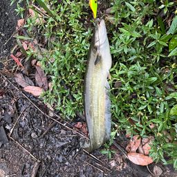 ナマズ