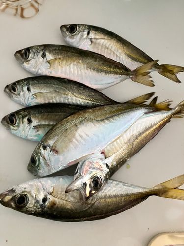 アジの釣果