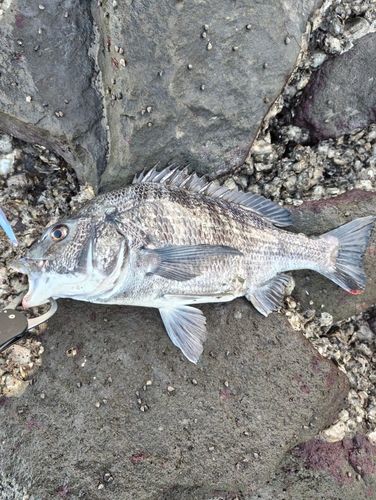 チヌの釣果
