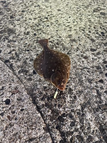 カレイの釣果