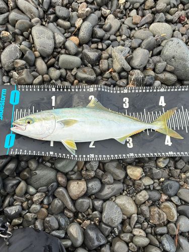 イナダの釣果