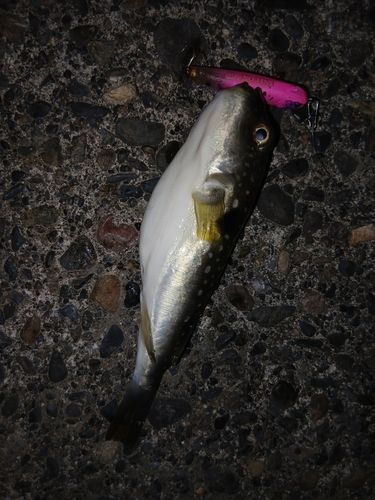 フグの釣果