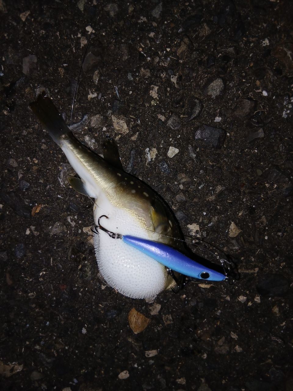 フグ