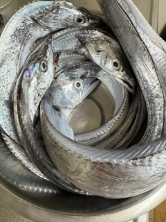 タチウオの釣果