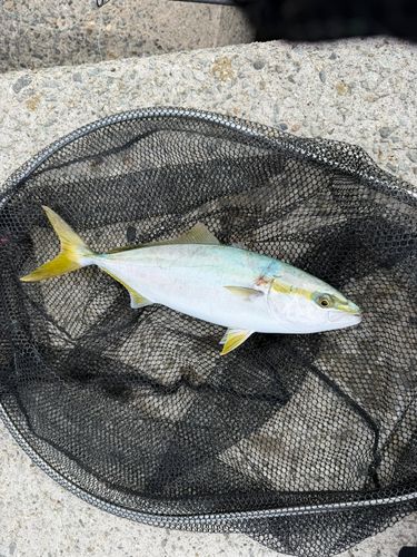 ハマチの釣果