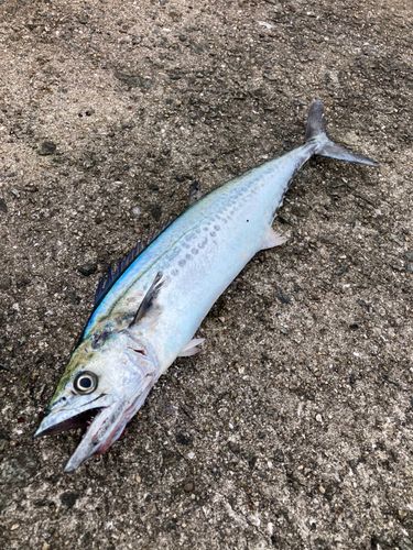 サゴシの釣果