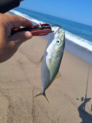 ツバスの釣果