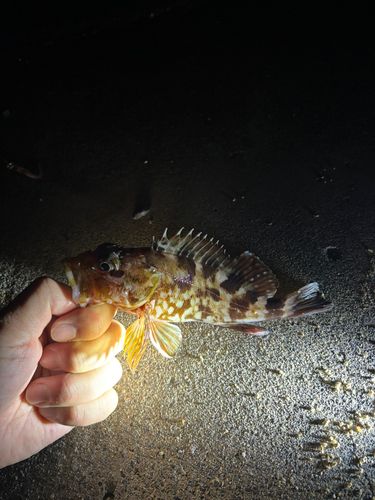広島湾