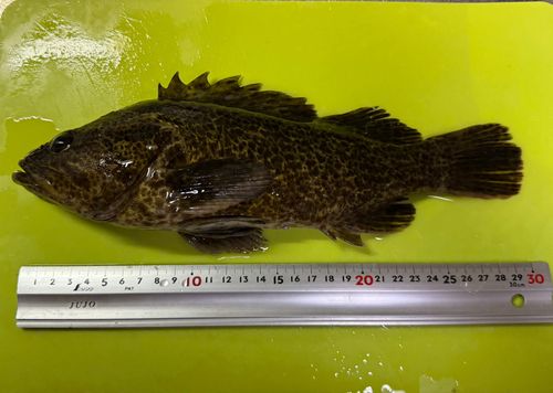 タケノコメバルの釣果