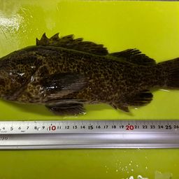 タケノコメバル