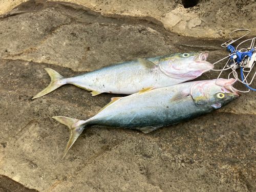 イナダの釣果