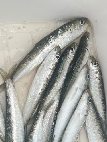 イワシの釣果