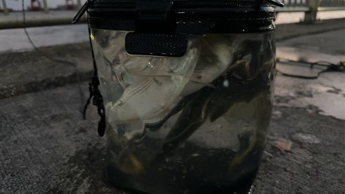 コノシロの釣果