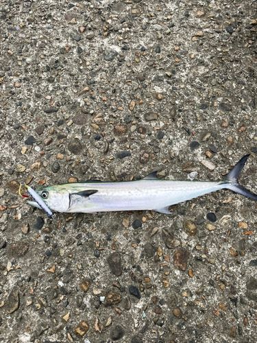 サゴシの釣果