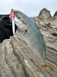 イナダの釣果