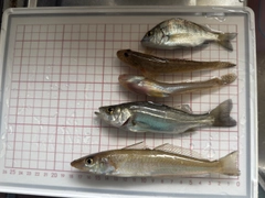 セイゴ(マルスズキ)の釣果