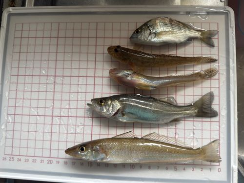 セイゴ（マルスズキ）の釣果