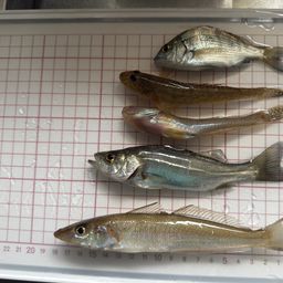 セイゴ（マルスズキ）