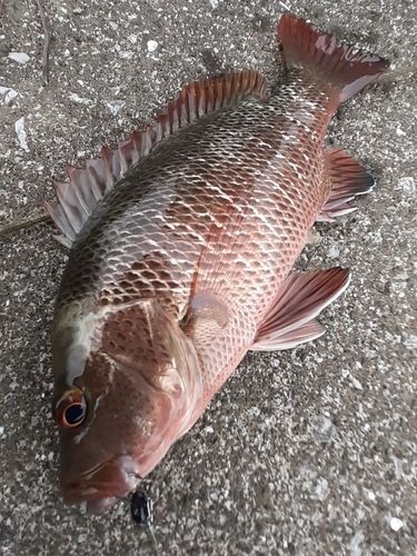 ゴマフエダイの釣果