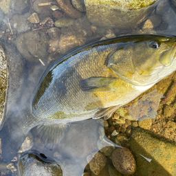 スモールマウスバス