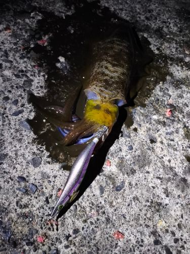 アオリイカの釣果