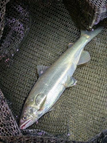 アユの釣果