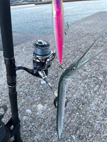 ダツの釣果