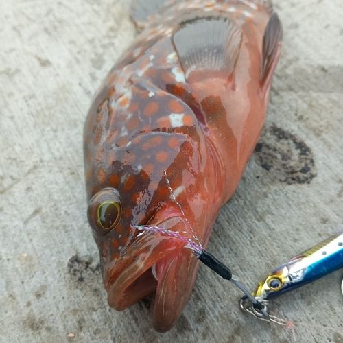 キジハタの釣果