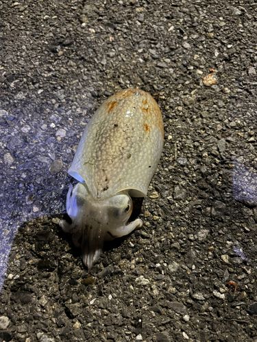 マダコの釣果