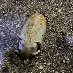 マダコ