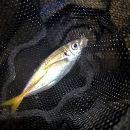 アジ