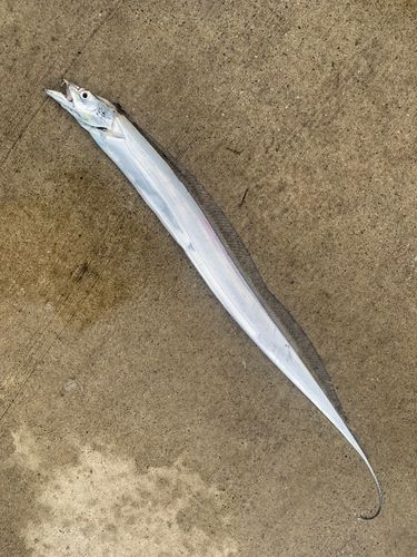タチウオの釣果